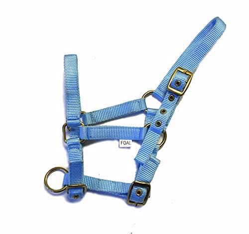 Image of Rhinegold Nylon Foal Headcollar - Baby blue