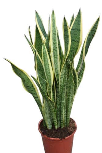 Image of Indoor Plant -House or Office Plant -Sansevaria - Mother in Laws Tongue Variegated- Approx 30cm Tall