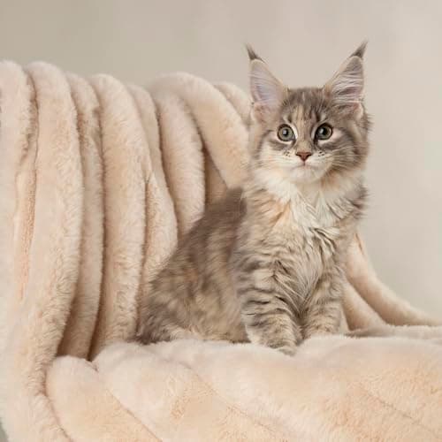Image of Scruffs Aspen Dog/Pet Blanket