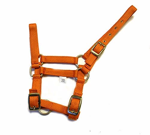 Image of Rhinegold Nylon Foal Headcollar - Tangerine