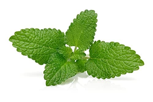 Image of Lemon Balm Plants, 3 x Full Plants in 9cm Pots, Medicinal Herb, Herbs, Garden Ready and Ready to Plant, Indoor or Outdoor, Premium Quality Herbs