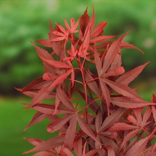 Image of Acer palmatum 'Shaina' - Compact Japanese Maple with Brilliant Red Foliage - Ideal for Containers and Small Gardens – 1x 3 Litre Potted Plant by Thompson & Morgan