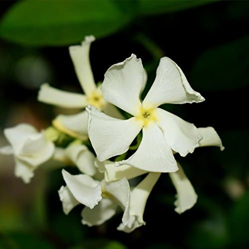 Image of Star Jasmine Evergreen Climbing Garden Outdoor Plant for Trellis, Fences & Obelisks Baring Fragrant White Summer Flowers, 1 x Trachelospermum Jasminoides in 9cm Pot by Thompson & Morgan
