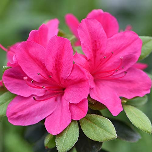 Image of Azalea Dwarf Pink Rhododendron Hardy Shrub Evergreen Fuchsia-Pink Flowers Ideal for Borders and containers 1 x 9cm Pot by Thompson and Morgan