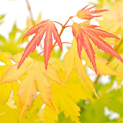 Image of Acer palmatum 'Orange Dream', Hardy Shrub, Autumn Colour, Ideal for Pots, Beds, Borders, Supplied as 1 x Garden Plant in A 3-Litre Nursery Pot