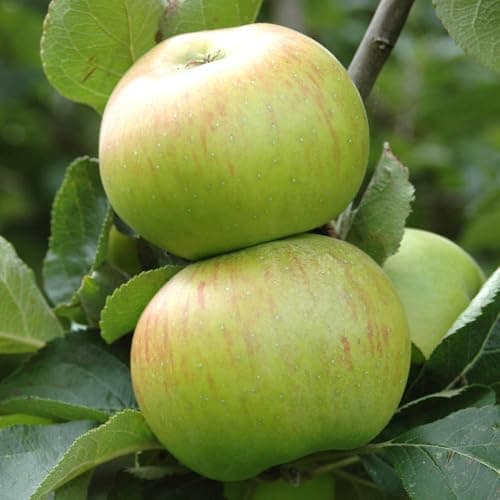Image of YouGarden Bramley Apple Patio Fruit Tree, Grow Your Own Fruit Tree in Gardens, Supplied as an Established Apple in 5L Pot Tree Ready to Plant Out Grow Your Own Apples