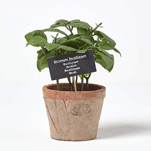 Image of HOMESCAPES Artificial Basil in Terracotta Pot Decorative Faux Herbs Potted in Decorative Distressed Planter for Indoor Decoration, 15 cm Tall