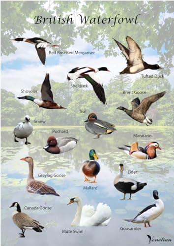 Image of Venetian British Waterfowl Poster