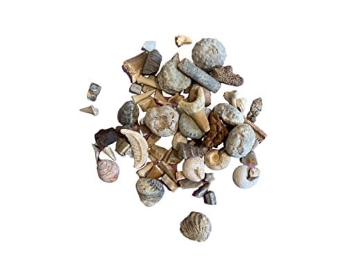 Image of Shropshire Crystals Fossil Box Gift Set with Information Card (Fossil Box)
