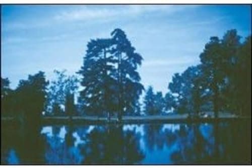 Image of Cokin P021 Blue 80B Square Filter