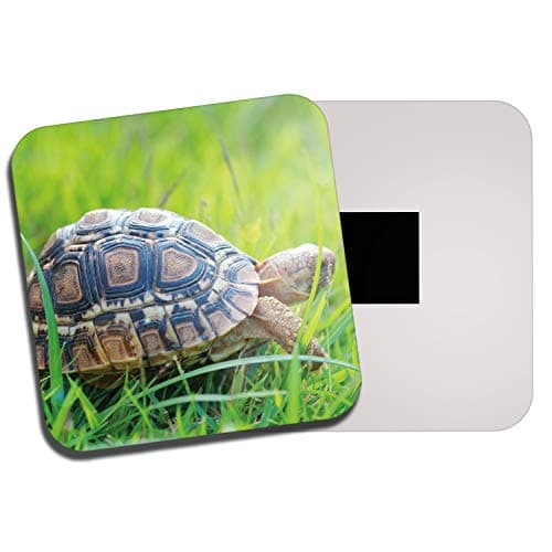 Image of 1 x Cute Tortoise Fridge Magnet - Turtle Pet Animal Reptile Kids Fun 8290