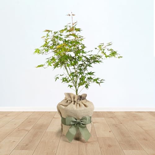 Image of YouGarden Japanese Maple Acer palmatum 'Orange Dream' in 3L Pot, Gift Wrapped in Brown Hessian Bag with Green Fabric Bow