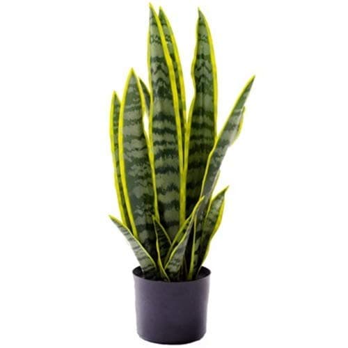 Image of Artificial Sansevieria Snake Plant / Mother-in-laws Tongue - 57cm Tall