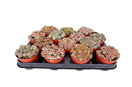 Image of Lithops Living Stone Succulent Large Plant in a 9cm Pot