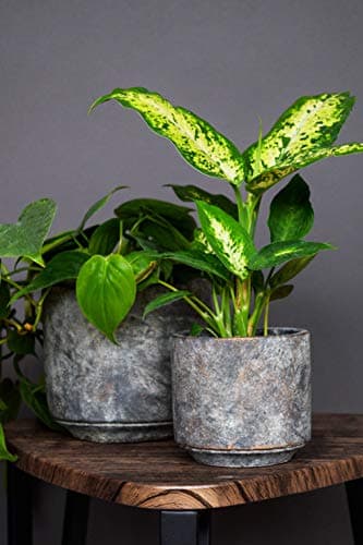 Image of Tivoli planter earth D16 H15