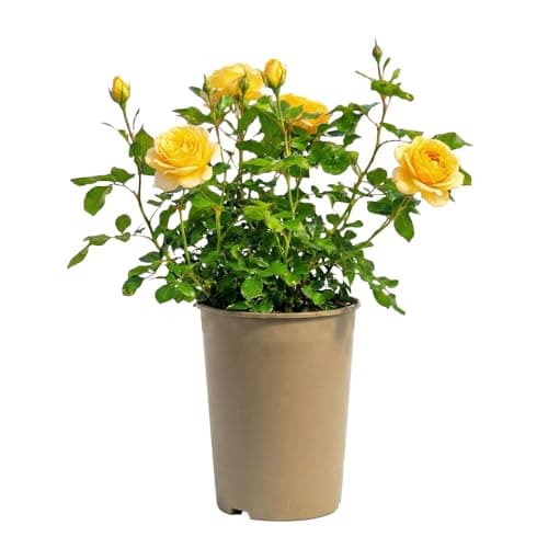 Image of Patio Rose Summer Gold – 3L Potted Yellow Bush Rose Plant – Hardy Outdoor Flowering Shrub for Patio Pots & Garden Borders – Repeat Summer Blooms