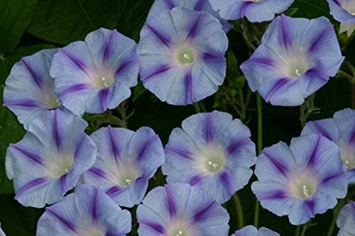 Image of 25 Ipomoea Purpurea Dacapo Light Blue Seeds - Morning Glory Climber - 25 Seeds