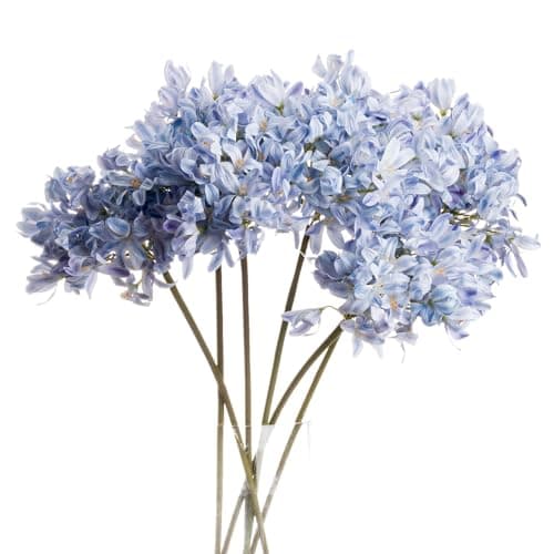 Image of The Recipe Light Blue Large Headed Agapanthus