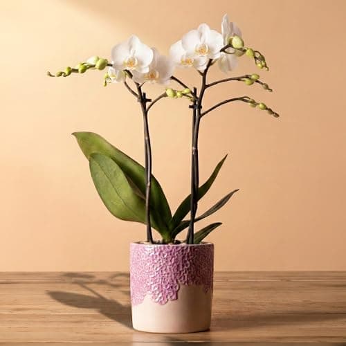 Image of Orchid Phalaenopsis Kolibri Flower Plant in Ceramic Pot - Moth Orchid Plants Live - Indoor Gift Plant for Valentine, Mother's Day, Birthday - Indoor Plants Real with Pots (White, 10cm Pot, 35-45cm)