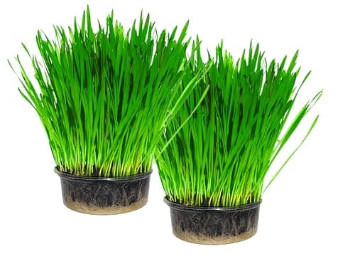 Image of Cat FurNature - Cat Grass Kit x 2 (Grow your own)