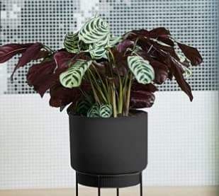 Image of Fishbone Prayer Plan- Ctenanthe burle marxii - Tropical Indoor Plant