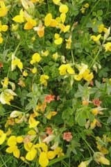 Image of Just Seed British Wild Flower - Birdsfoot Trefoil - Lotus corniculatus - 300 Seed