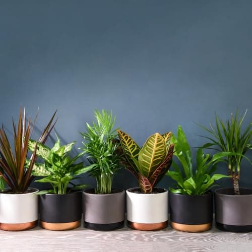 Image of Air Purifying Evergreen 6 x Indoor House Plants Collection Clean Scandi Lifestyle Real Plants with Unique Foliage & Eye Catching Designs, Scandi Houseplant Lucky Dip by Thompson and Morgan