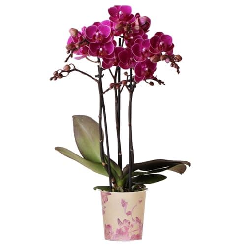 Image of Orchid Phalaenopsis Multi Merida - Moth Orchid - Real Indoor House Plants - Live Plant for Living Room, Bedroom, Office - Indoor Plant Decor (9cm Pot, 30-40cm)