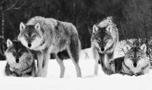 Image of LARGE WOLVES CANVAS PICTURE BLACK AND WHITE 34 X 20 inches mounted and ready to hang