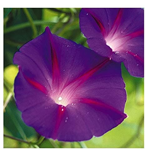 Image of PREMIER SEEDS DIRECT - Morning Glory - Ipomoea - Black Knight - 110 Seeds