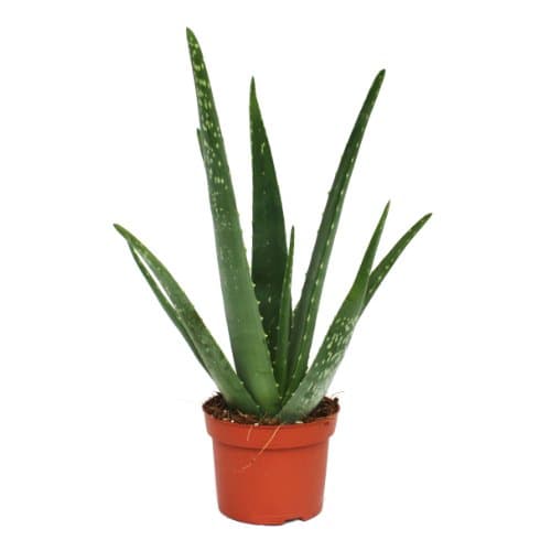 Image of Aloe Vera - Approx. 3 Years Old - 12cm Pot