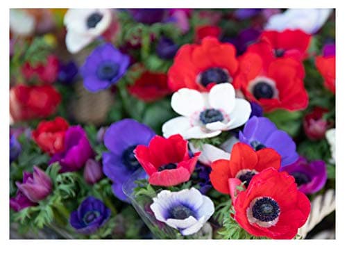 Image of 20x Anemone De Caen Mixed Colours Spring/Summer Flowering Corms Autumn Planting Garden Perennial Flower Bulbs Size 4/5