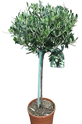 Image of Olea Europaea- Olive Trees - Half standards - Established Plants Approx 100 cm Tall