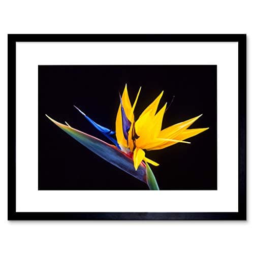 Image of Wee Blue Coo Nature Plant Flower Bird Paradise Exotic Beautiful Framed Wall Art Print