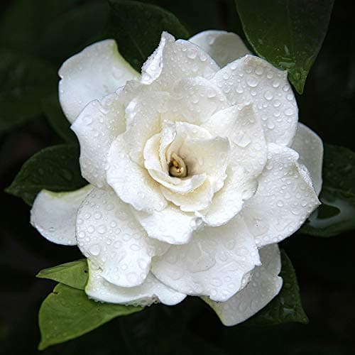 Image of Gardenia Plant 'Crown Jewels' Cape Jasmine Evergreen Hardy Shrub Fragrant White Double Blooms Low Maintenance Easy to Grow Your Own Exotic Garden Flowers 1x 9cm Potted Plant by Thompson & Morgan