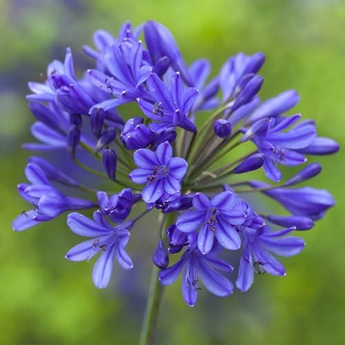 Image of You Garden - 1 x Agapanthus Blue (African Lily) in 9cm Pots - Garden Ready African Lily Plants in Nursery Pots Ready to Plant Out - Supplied as 1 x Established Plants for Gardens & Plant Pots