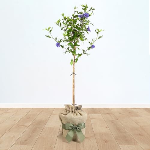 Image of YouGarden Hibiscus 'Blue Chiffon' Standard Tree, 90cm Tall in 3L Pot, Gift Wrapped in Brown Hessian Bag with Green Fabric Bow, Ready to Plant or Gift