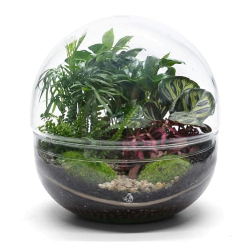 Image of Large Terrarium Kit (H:27cm) with 5 Live Plants & Bun Moss – DIY Closed Terrarium Set for Beginners – Complete Terrarium with Glass Container, Layering Materials – Self-Sustaining Ecosystem Gift Idea
