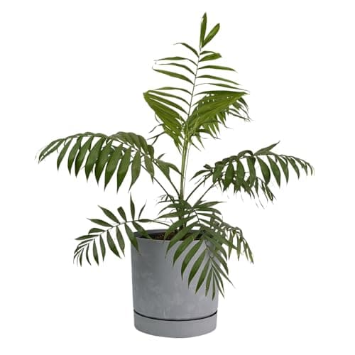 Image of B2C Plant Pots Indoor Outdoor Plastic Marble Concrete Flowerpot Small Medium Large Tubo 5 Colours (30 cm, Concrete)