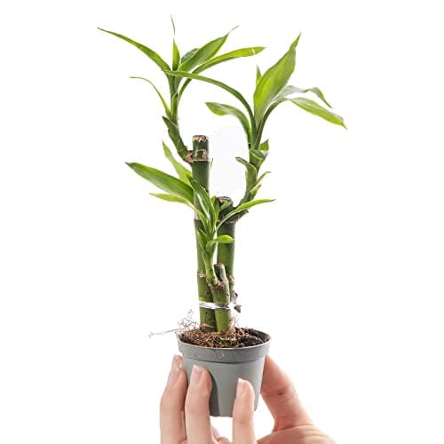Image of 1 x Baby Lucky Bamboo Plant - Dracaena Sanderiana Small Indoor Houseplant in 6cm Pot - for Home and Office - Grow Your Own Baby Plants