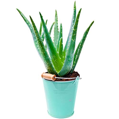 Image of 1 x Aloe Vera | 25-35cm Potted | Medicinal Indoor Plant Gift for Sale