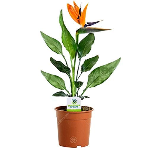 Image of 3 x GardenersDream Strelitzia - Bird of Paradise Plant, Large House Plants - Exotic African Violet Plant for Home & Office - Live Indoor Plants (12cm Pot, 40-50cm)