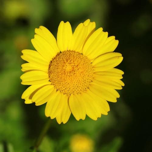Image of Corn Marigold Wildflower Seeds – Bright Yellow Blooms – RHS Plants for Pollinators – Hardy Annual – for Your Beautiful Garden