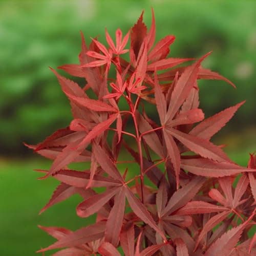 Image of Acer palmatum 'Shaina' Japanese Maple with Brilliant Red Spring Foliage Compact Size Ideal for Small Gardens and Containers 3X 3 Litre Pots (60cm) by Thompson and Morgan