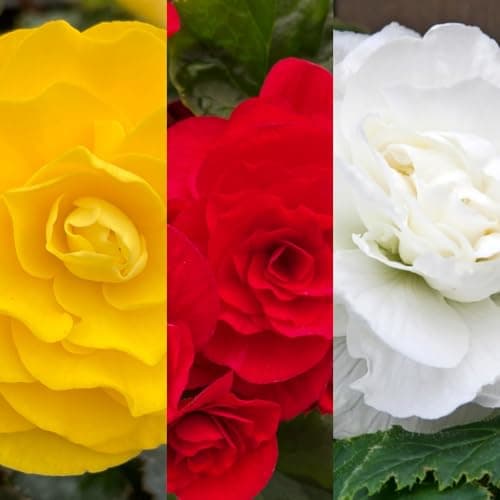 Image of Carbeth Plants - 20 x Begonia Double Traditional Mix Summer Tubers - Large Headed Flowering Perennial Bulb Corms - Garden Bulbs for Planting Outdoors - Grow in Beds, Borders and Patio Pots