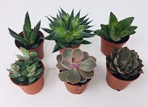 Image of 6 x Aloe Vera - Succulent Plant Mix - 3 Aloe Vera - 3 Succulents - Indoor Pot Plant