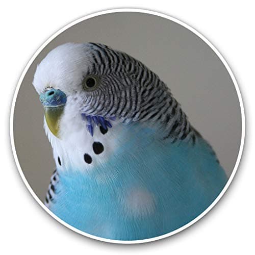 Image of Vinyl Stickers (Set of 2) 7.5cm - Blue Budgie Bird Birds #14623
