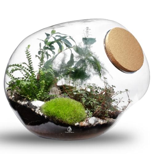 Image of Large Terrarium DIY Kit with Bonsai tree, Live Plants & Moss – Unique Blob Sphere Glass Jar with Cork Lid, H: 30 cm – Handmade Closed Indoor Garden Gift – LED Cork Lid Available (with LED Cork Lid)