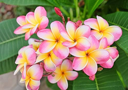 Image of Grow Your Secret Garden Plumeria Frangipani 'Imperial Crown' 4 Fresh Seeds
