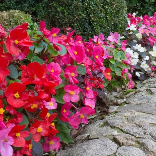 Image of YouGarden Begonia 'Sahara', Set of 20 Garden Ready Plants, Ready to Plant Out Plant Plugs for Gardens, Grow in Pots, Beds, and Garden Borders, Summer Flowering Begonia